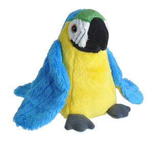 Lilkins Macaw
