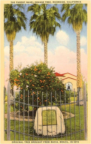 CA-107 Parent Orange Tree, Riverside, California - Vintage Image, Magnet